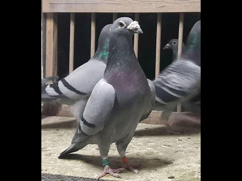 Middle Distance Champions