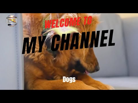 Dogs clips