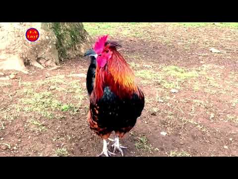 Best Roosters Crowing Compilation 2022