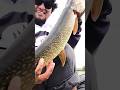 Video Thumbnail for Pike fishing #pike #shorts #fyp