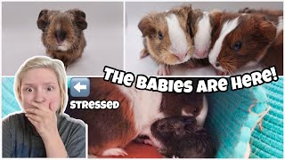 MY FOSTER PIGS GAVE BIRTH *CAUGHT ON CAMERA*📽