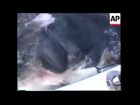 Grande squalo bianco in adriatico