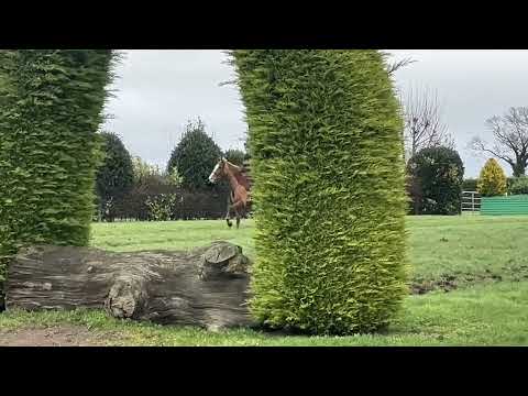 Performance Irish Draught gelding - Image 2