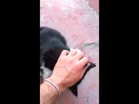 Zlatni Decaci - Cudna Devojka (Strange Girl)