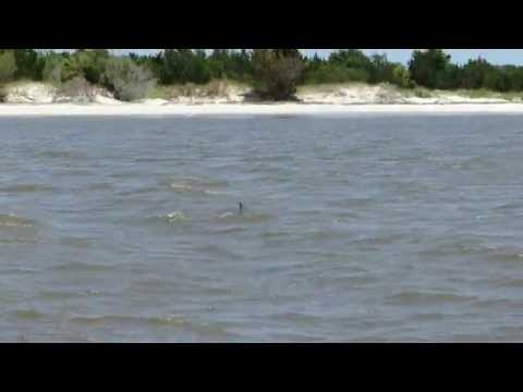 Dolphins in Jekyll River