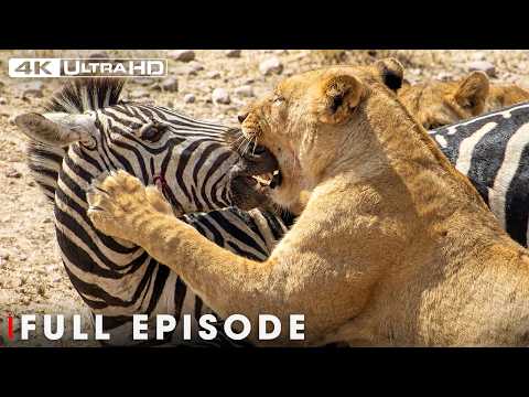 Ultimate Predators: The World's Deadliest | 4K UHD | Nature Animal Documentary