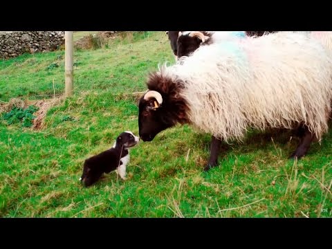 Border Collie Puppies In Nc
