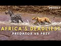 Africa S Deadliest Predators Vs Prey Nat Geo Wild Wildlife Documentary Hindi