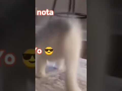#Gato pro #cat #humor