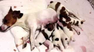 preview picture of video 'Jack russell with baby'