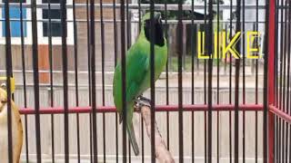 Download lagu PANCINGAN cucak ijo gacor FUL tembakan walet panjang mp3