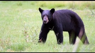 The Lowdown on Bears and Hibernation