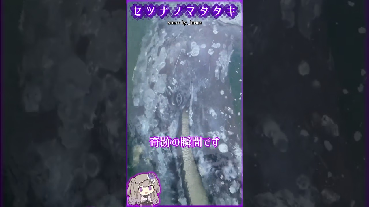 野生のクジラと通じ合えた瞬間