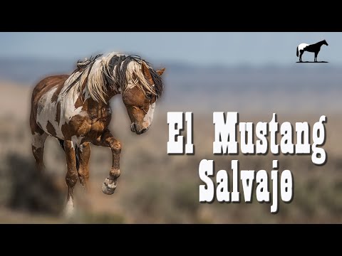 , title : 'Mustang Salvaje ¿De Que Razas Se Formo? (Líneas De Caballos Mustang) 🐴-Del Cerro Soy'