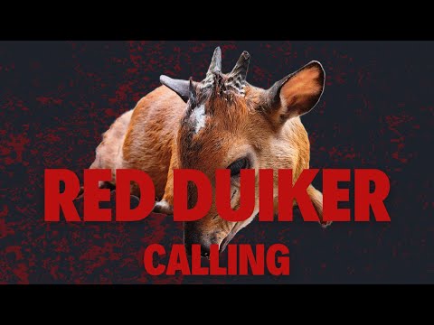 Red Duiker hunting in the misty forests!