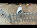 Mixed Breed dogs for sale: Cody - Video 1