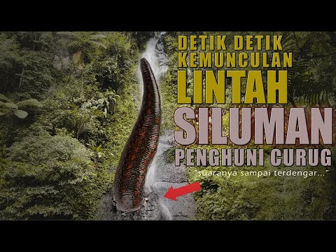 MENGERIKAN..?! | KISAH LINTAH SILUMAN PENGHUNI CURUG JAKSA MELAWAN EMBAH ANOT