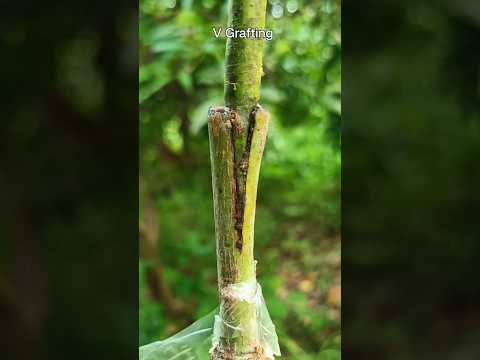 Mango V Grafting 100% Success #video #grafting