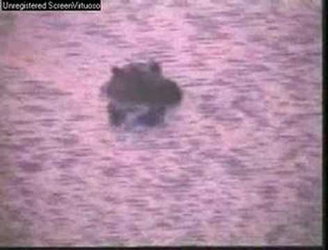 WildEarth Djuma Hippo Mating and Yawning