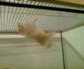 Der Freeclimb Hamster