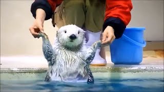 TENTE não se apaixonar - ANIMAIS FOFOS 🥰 | FUNNY ANIMALS #02