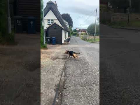 Paseo del jueves con Azra #perro #pantalonescortosparaperros #pantalonescortos