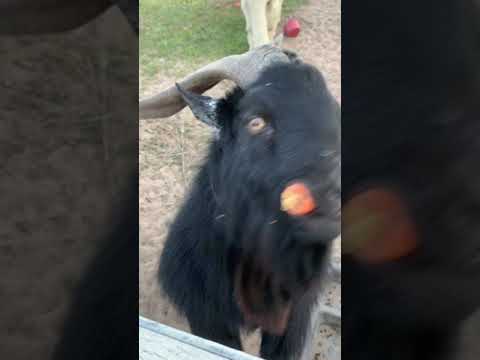 download lagu mp3 mp4 Carrots For Goats, download lagu Carrots For Goats gratis, unduh video klip Carrots For Goats