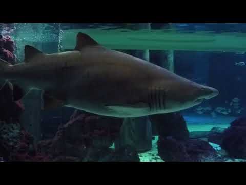 Itálie 4 7 aquarium Cattolica