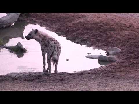 Djuma: Lone Hyena in for short drink - 05:43 - 09/17/18