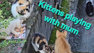 Cutest Kittens Outdoors #catlovers #kitten #kucing #cats #catvideos