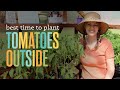Best Time to Plant Tomatoes