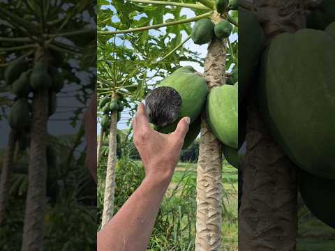 cute animals eating papaya fruit #shortvideo