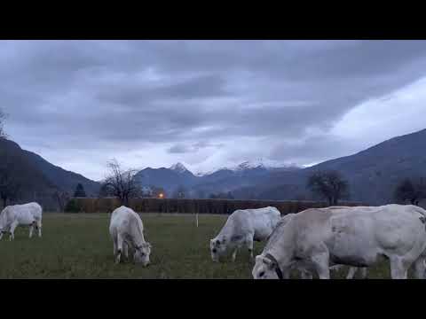 Mandria di vacche piemontesi al pascolo sotto le cime innevate 23 novembre 2021