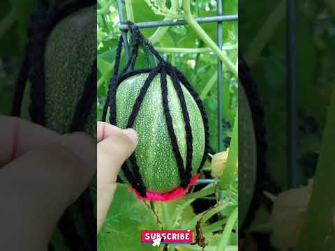 , title : 'The Spaghetti Squash are Getting HUGE! - Squash Hammocks in Action'