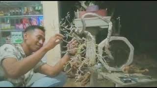 Download lagu PAK ROBERT STEVEN MENGINSPIRASI ANGGOTA PECINTA BONSAI MADURA PERANTINGAN EXPRESIONIS mp3 Download lagu PAK ROBERT STEVEN MENGINSPIRASI ANGGOTA PECINTA BONSAI MADURA PERANTINGAN EXPRESIONIS mp3