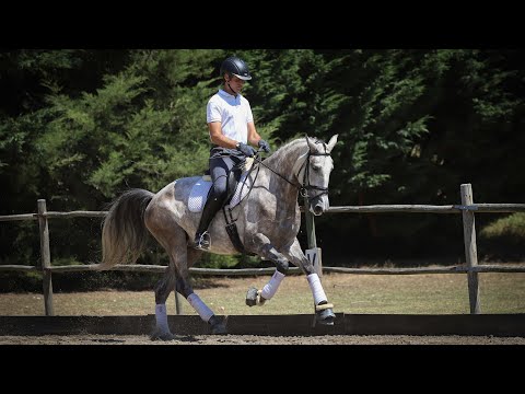 **SOLD** Piro Free Lusitano Mare with sportive potential (REF#522)