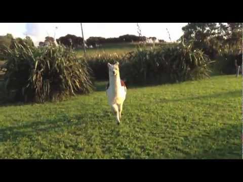 funny llama attack