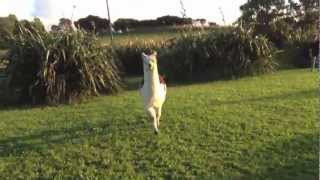 funny llama attack