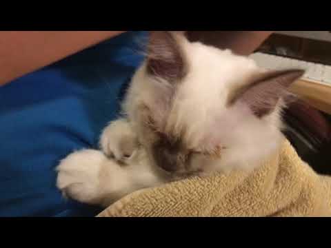 Ragdoll kitten - how to apply ointment on her eyes - to treat eye viral upper respiratory mess...