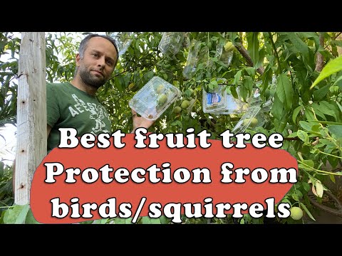 YouTube video about: How to protect peaches from birds?