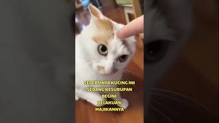 Download lagu BEGINI REAKSI KUCING KESURUPAN #shorts mp3