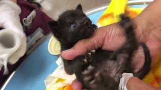 捨て猫奮闘記】猫の赤ちゃんは自分で排泄ができないのでした。