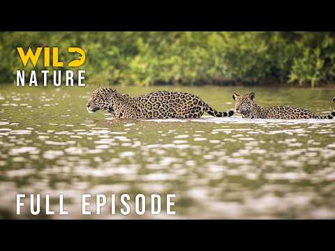 WILD AMAZON: Surviving the Jungle's Most Brutal Arena (Full Episode) | Nature animal documentary