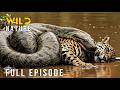 WILD AMAZON Surviving The Jungle S Most Brutal Arena Full Episode Nature Animal Documentary