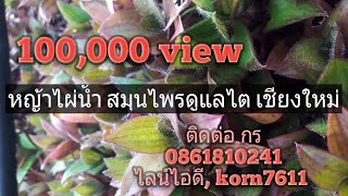 หญ้าไผ่น้ำ สมุนไพรรักษาโรคไต สกู๊ป เกษตรวิถีไทย 26 11 2558