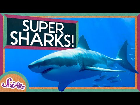 Super Sharks! | Amazing Animals! | SciShow Kids