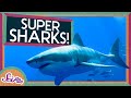 Super Sharks! | Amazing Animals! | SciShow Kids