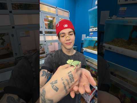 El comentario con más likes es la mascota que me compraré 🥰 (por favor voten por el pascal🦎)