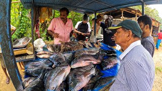 Best Tilapia Fish Market In Sri Lanka | Excellent Fish Cutting Skills #fishcuttingskills