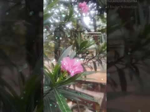 Nature# flower#colorpink